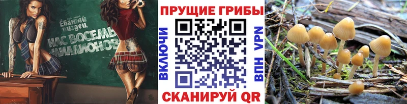 Псилоцибиновые грибы мицелий  Питкяранта 